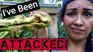 When Squash Vine Borers Attack- How I Keep Them Under Control