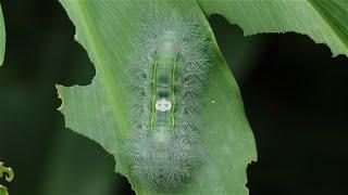 Caterpillars and other invertebrates from Ghana