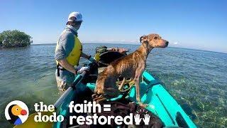 Dog on Remote Island  Near Belize is Rescued and Brought Home | The Dodo Faith = Restored