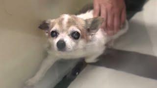 Neglected dog's heartbreaking reaction to touch