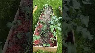 Interior Alaska Garden Progress June 2023 #shorts #garden #homestead #alaska #prepper