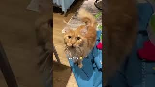 Meowing Maine Coon kitten vs Adult Cat  #meow #cutecat