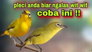 Burung Pleci Gacor Ngalas Nembak Wit Wit Wit Wit Untuk Masteran