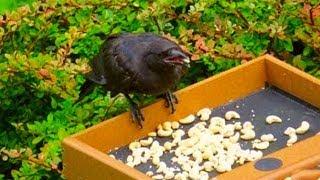 Ein Mädchen fütterte jahrelang Krähen, wie sie ihr gedankt haben ist unglaublich!