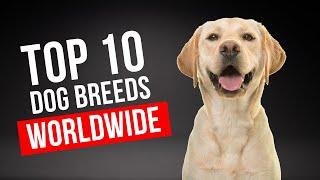 Top 10 Most Popular Dog Breeds Worldwide