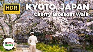 Philosopher's Path Cherry Blossom Walk - Kyoto, Japan - HDR 4K60fps with Captions