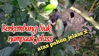 BOCIL BERKEMBANG BIAK || PASS GITUU GITUUAN NAMPAAK DARI ATAS POHON