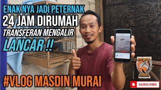 VLOG #1 MASDIN MURAI, Nikmat jadi Peternak MURAI BATU‼️