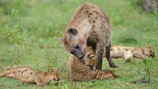 The Only Way Hyenas Can Exact Revenge