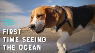 Cute beagle sees ocean for the first time [4K]