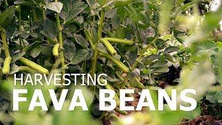 Harvesting fava beans