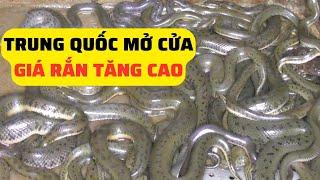 Trung Quốc Mở Cửa Giá Rắn Có Tăng Trở Lại - Trại Giống Đông Sơn