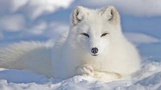 [Arctic Fox] Arctic fox hunting || How arctic fox survive || How arctic fox change color