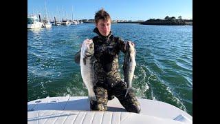 Spearfishing for Bass off the Llyn Peninsula (North Wales) - massive shoals