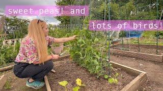 A Quiet Hour at the Plot | Allotment Vlog Ep.22