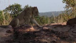 Lioness with Cubs