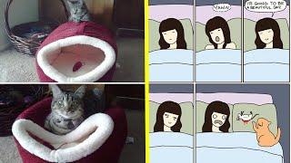 The Best Examples Of Cat Logic