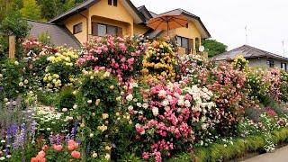 【Private Residence】Two Types of Private Gardens 2023 by Master Gardener.　2023年の川田優和庭と権田眞理子庭 #rose