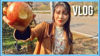 [VLOG] [ENG SUB]  Cheongsong Apple Festival Day 1 (Part 2)