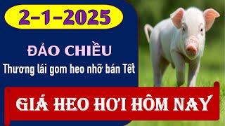 Giá heo hơi hôm nay ngày 2/1/2025 - Đảo chiều bất ngờ cho thương lái