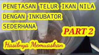 PENETASAN TELUR IKAN NILA DENGAN INKUBATOR SEDERHANA, HASILNYA MEMUASKAN PART 2