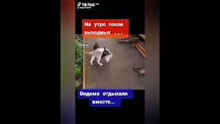 смешные забавные животные юмор позитив приколы