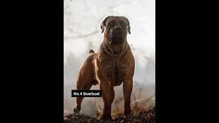 Top 5 Strong And Powerful Dog Breeds That Can Defeat Lion!!
