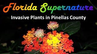 Invasive Plants in Pinellas