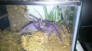 Singapore Blue Tarantula (Lampropelma violaceopes) Shifting Moss