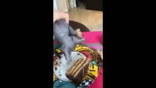Кот Толя ест тортиГ 