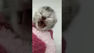 kitten in towel meme 