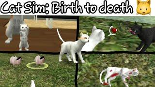 Cat Sim: birth to death || story 