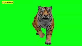 Tiger Fast running Animation Green Screen | Full HD Video Download | Green Screen Video
