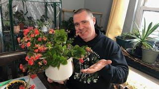 Pruning Kalanchoe,  When, Why and How? Bonus Propagation Tips!!