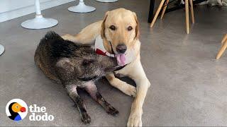 2-pound Wild Boar Grows Up Believing She's a Puppy | The Dodo Odd Couples