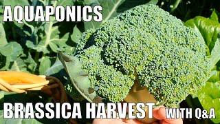 Aquaponics System Brassica Harvest & Q&A From This Weeks Comments  