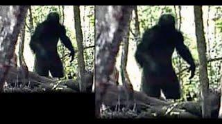 MOST INSANE BIGFOOT FOOTAGE EVER!! THEY CAPTURE ONE OF THE BEST SASQUATCH EVIDENCE!!