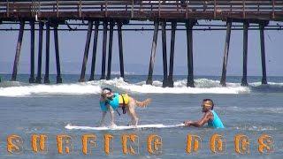 Surfing Dogs - Petco Unleashed