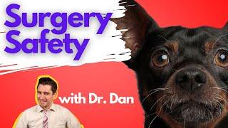 Five ways a veterinarian will keep a dog or cat safe under anesthesia.