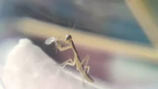 Feeding L1 mantis (with fungus gnat) ~iris oratoria