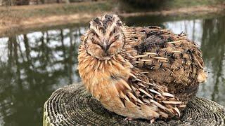 A bloodless cull method for males. Warning graphic. For feeding reptiles, birds of prey and more.