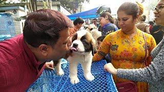 RECENT GALLIF STREET DOG PUPPY PRICE UPDATE | CHEAPEST PRICE | VISIT 23 JAN 2023