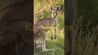 5 Things You Didn't Know About Kangaroos