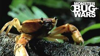 Army Ants vs  Rainforest Land Crab | MONSTER BUG WARS