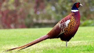 Call of the Pheasant ~ Pheasant Call