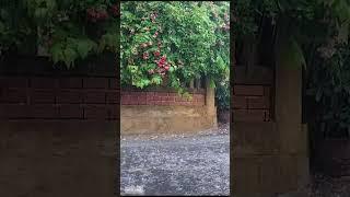 Rain and flower fence, Walking in the heavy rain on the village road 9