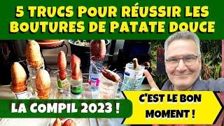 Patate douce : 5 trucs pour réussir vos boutures dans l'eau !