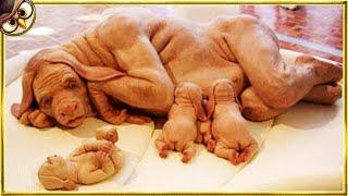 Dog Gives Birth But Then The Doctor Discovers They Are NOT Puppies!