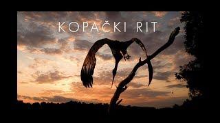 Beautiful nature - Kopački rit