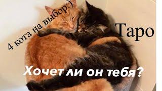 ️Хочет ли он тебя? Таро гадание